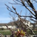 Ulmus x 'Jacqueline Hillier' fleur